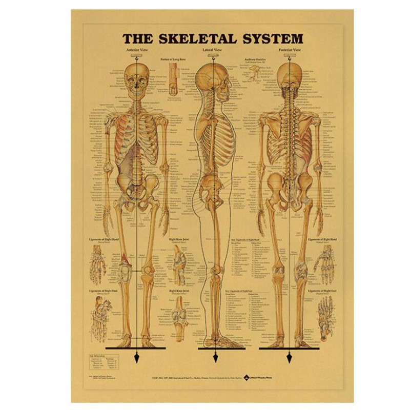 Vintage The Skeletal System Me - Vintage Fashion Wallpaper review and price